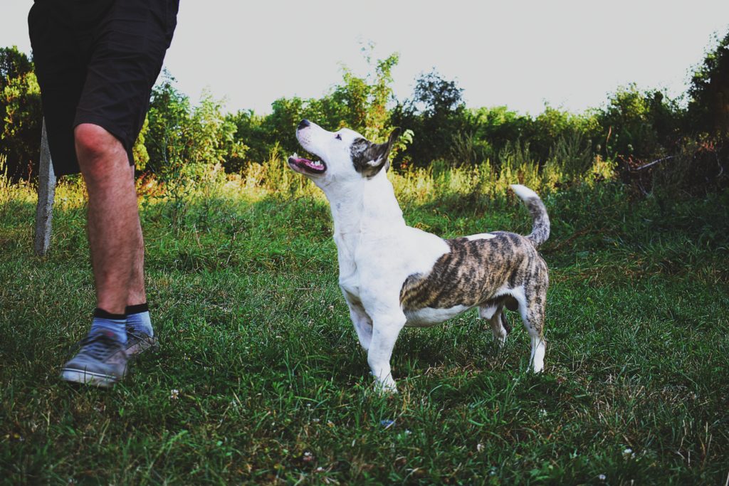 https://www.pexels.com/photo/man-beside-white-and-brindle-dog-on-grass-field-under-gray-sky-1383811/