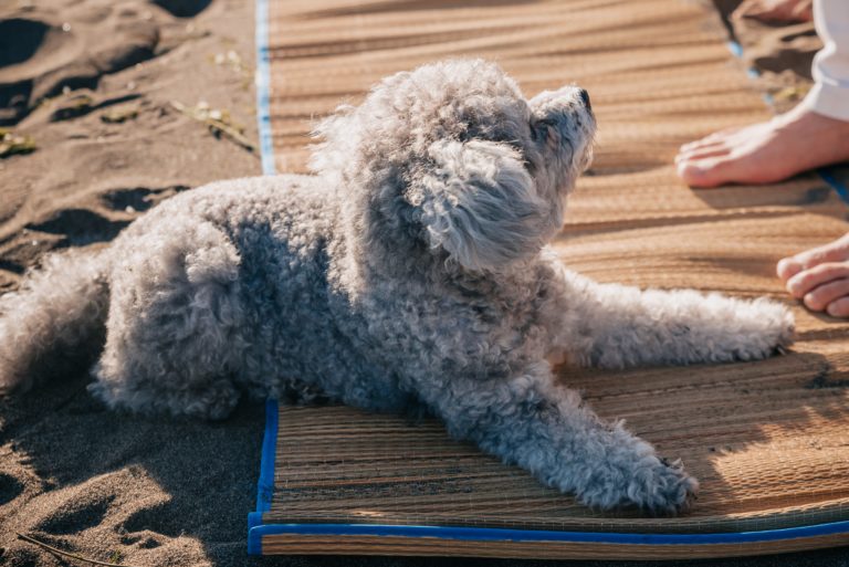 https://www.pexels.com/photo/a-cute-gray-poodle-on-woven-mat-8576272/