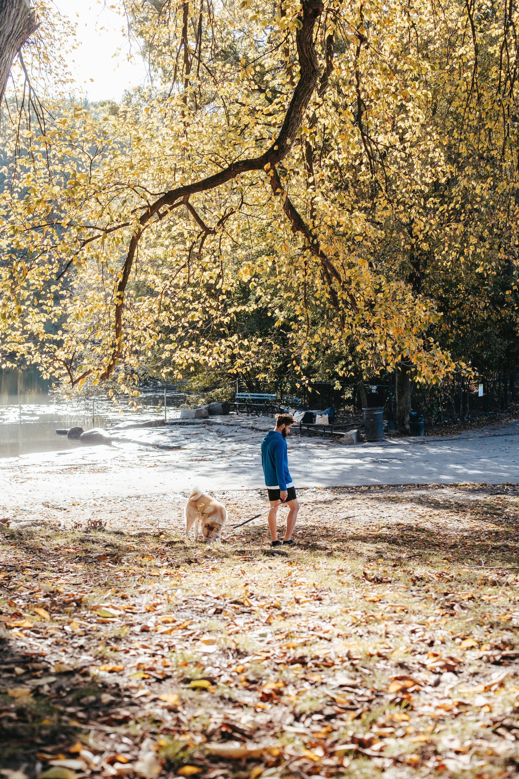 https://www.pexels.com/photo/unrecognizable-man-walking-dog-in-summer-park-5745273/