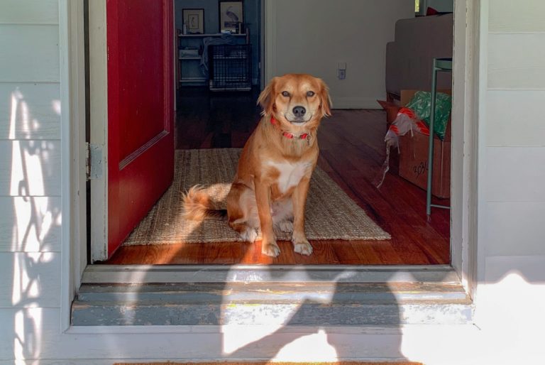 Dog Life Skills 101 - dog calmly sits in open doorway