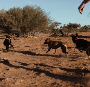 https://www.pexels.com/photo/group-of-dogs-running-away-from-man-on-sand-4992463/