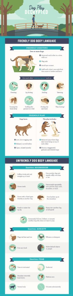 https://www.fix.com/blog/decoding-the-dog-park/ Dog Park Your Happy Dog Coach Positive Reinforcement Professional Dog Trainer Yarmouth Nova Scotia