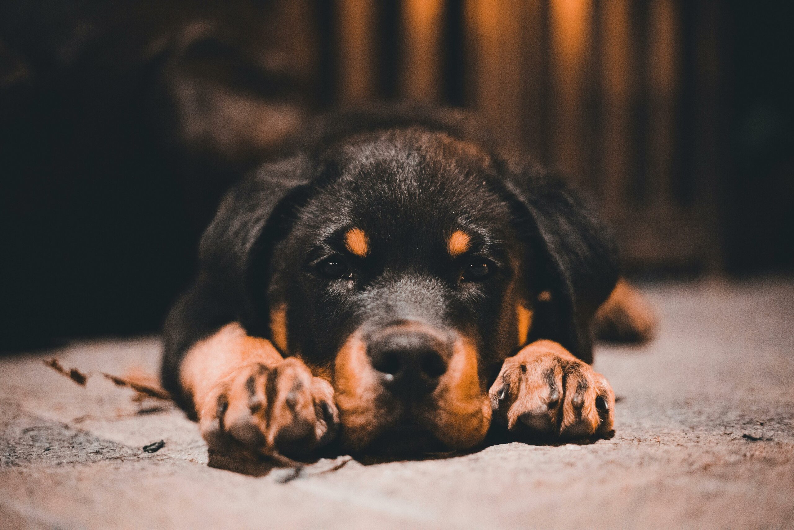 Fear Free Certified Professional Trainer Your Happy Dog Coach client Testimony Yarmouth Nova Scotia Photo by Erik Mclean: https://www.pexels.com/photo/close-up-of-a-rottweiler-12727640/