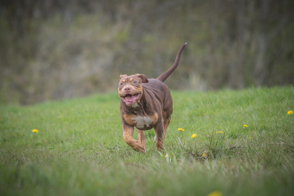 Your Happy Dog Coach Dog Trainer Positive reinforcement Dog behaviour behavior yarmouth ns Photo by Boys in Bristol Photography: https://www.pexels.com/photo/running-dog-on-grassland-18031639/ family dog mediator