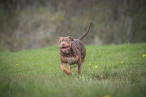 Your Happy Dog Coach Dog Trainer Positive reinforcement Dog behaviour behavior yarmouth ns Photo by Boys in Bristol Photography: https://www.pexels.com/photo/running-dog-on-grassland-18031639/ family dog mediator