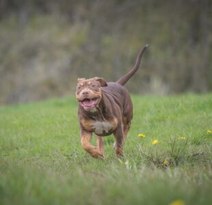 Your Happy Dog Coach Dog Trainer Positive reinforcement Dog behaviour behavior yarmouth ns Photo by Boys in Bristol Photography: https://www.pexels.com/photo/running-dog-on-grassland-18031639/ family dog mediator