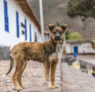 Image: a ruffled street dog standing in a street of what looks to be a third world country without a collar or owner. Image found at pexels-mike-van-schoonderwalt-1884800-5503214. Photo used for dog trainer Your Happy Dog Coach, Lori-Lee Regimbald PPDT FFCP-T FDM Article The straw that broke the camels back in Yarmouth NS