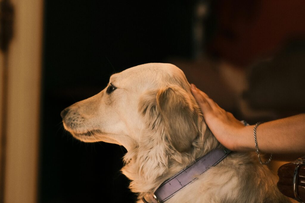 Photo by Kağan Karatay Your Happy Dog Coach FDM Dog Trainer Yarmouth NS httpswww.pexels.comphotogolden-retriever-in-eskisehir-candid-portrait-29499268