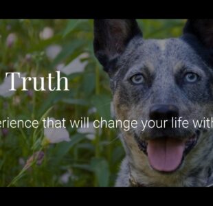 The Dogs Truth Kim Brophey Family Dog Mediation Your Happy Dog Coach