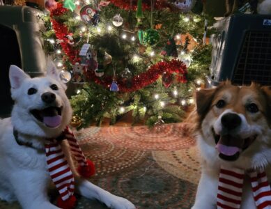 Holiday Tips for a Safe, Happy Dog!