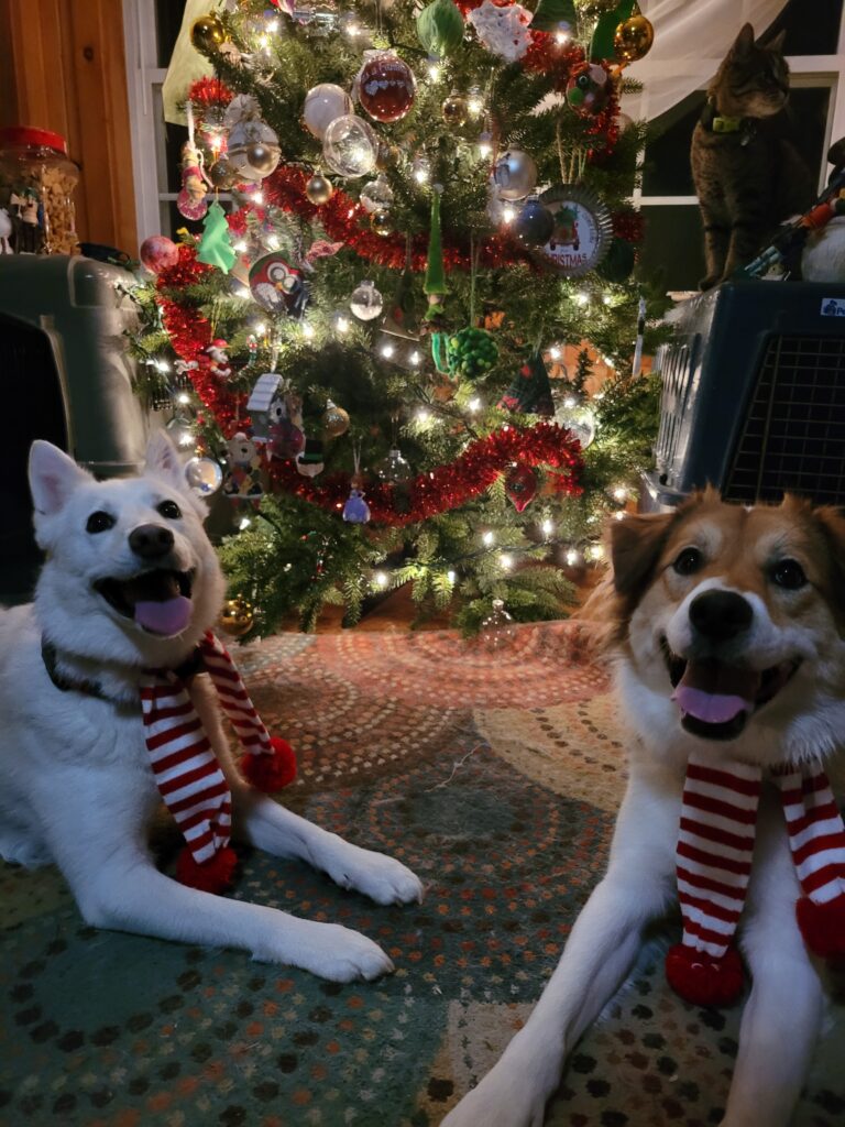 Your Happy Dog Coach Christmas Holiday tips safe